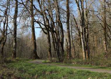 Twin Barns Döngü Yolu Nisqually Ulusal Vahşi Yaşam Sığınağı, Washington