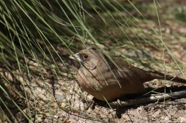 Abert 'in Towhee' si (melozone aberti) palmiye yaprağının altından dışarı bakıyor.