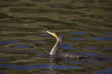 Çift tepeli karabatak (phalacrocorax auritus) bir gölette yüzer