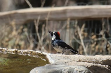 Palamut Ağaçkakanı (dişi) (melanerpes formicivorus) su havuzundan su içen