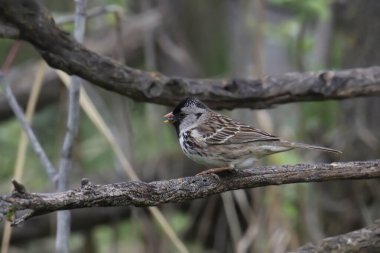 Harris 'in Serçesi (zonotrichia querula) büyük bir ağaç dalına tünemişti.