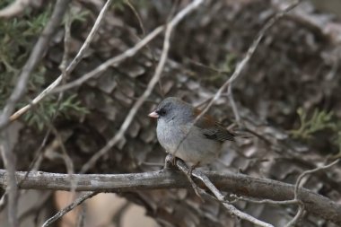 Dark-eyed Junco (Gray-headed) (junco hyemalis) perched in a leafless tree
