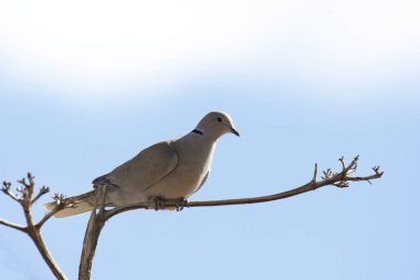 Avrasya Yakalı Güvercini (streptopelia decaocto) santrik bir bitkinin üzerine tünemiştir.