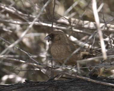 Abert 'in Towhee' si (melozone aberti) gagasında sulu bir solucan ile