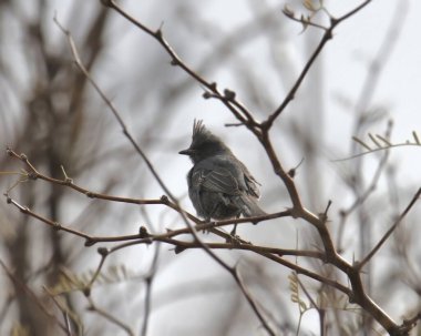 Phainopepla (dişi) (phainopepla nitens) yapraksız bir ağaçtaki tüneğinden geriye bakıyor