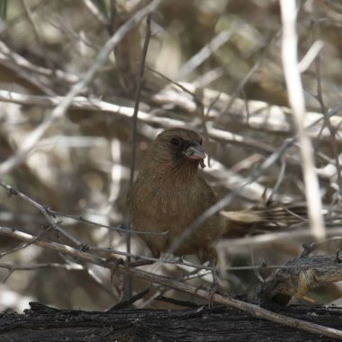 Abert 'in Towhee' si (melozone aberti) dalların arasındaki tüneğinden dışarı bakıyor.