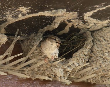 Serçe (dişi) (evcil hayvan) bir kırlangıç tarafından inşa edilmiş bir yuvadan dışarı bakıyor