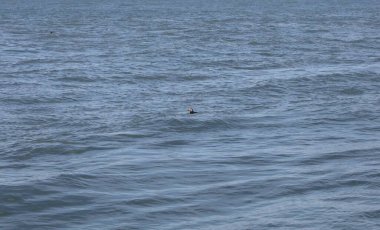 Atlantik martısı (fratercula arktika) engin bir okyanusta çok küçük görünüyor