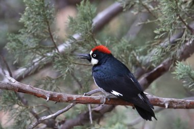 Ağaçkakan (erkek) (melanerpres formicivorus) bir çam ağacına tünemiştir.