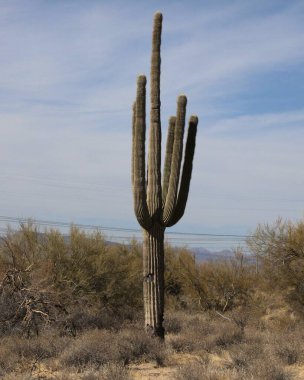 Bir Saguaro Kaktüsünün (carnegiea gigantea) yakın çekimi)
