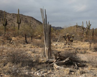 Ön planda saguaro kaktüsü iskeleti olan tipik Sonoran çöl manzarası.