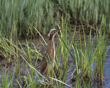 Amerikan Bittern (botaurus lenginosus) bataklıkta tünemiştir.