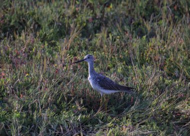Büyük Sarıbacak (tringa melanoleuca) gelgit sulak araziye tünemiştir.