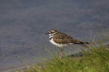 Bir gölün kenarına tünemiş ölüm geyiği (charadrius vociterus)