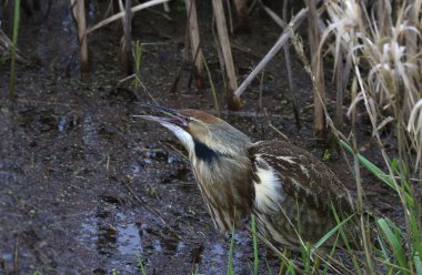 Amerikan Bittern (botaurus lenginosus) bulanık sulak bir arazide yiyecek arıyor