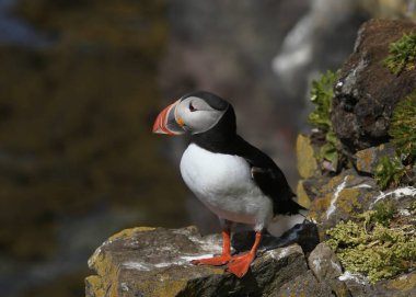 Atlantik martısı (fratercula arktica) bir kaya çıkıntısına tünemiştir.