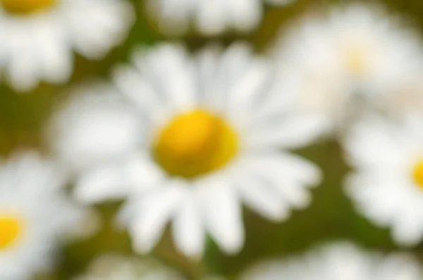 Weiße Gänseblümchen Und Grünes Gras Wachsen Sommer Auf Einem Feld — Stockfoto