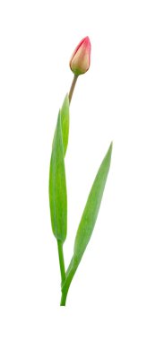 Beyaz arkaplanda izole edilmiş pembe lale.