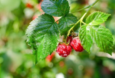Dal üzerinde olgun ahududu böğürtleni. Bulanık arkaplan