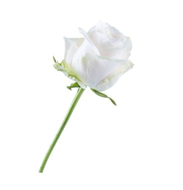 White and cream rose bud isolated on white background. clipart