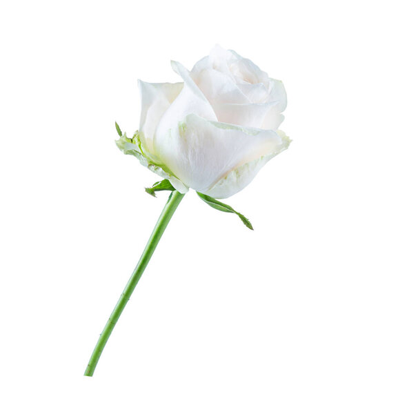 Белый и кремовый бутон розы изолированы на белом фоне.