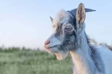 Bulanık yeşil çimlerin ve mavi gökyüzünün arka planındaki siyah beyaz çocuk..