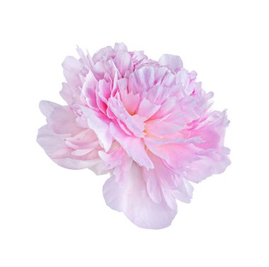 Beyaz bir arka plan üzerinde izole pembe Şakayık çiçeği