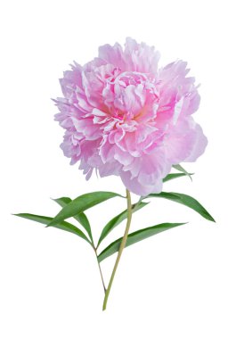 Açık pembe şakayık çiçeği beyaz arkaplanda izole edilmiş..