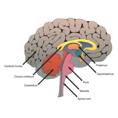 İnsan sindirim sisteminin anatomisine karşılık gelen iç organların tarifi. Düz biçimde anatomik vektör çizimi
