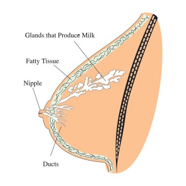 İnsan sindirim sisteminin anatomisine karşılık gelen iç organların tarifi. Düz biçimde anatomik vektör çizimi