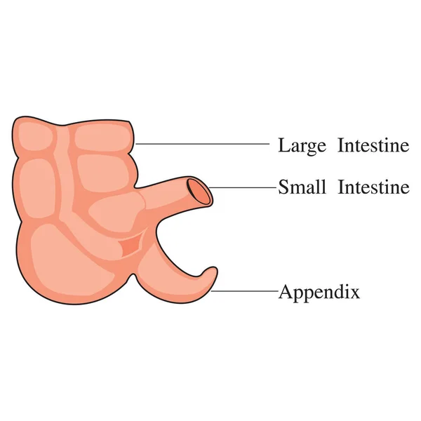 Anatomie Système Digestif Humain Avec Description Des Parties Internes Correspondantes — Image vectorielle