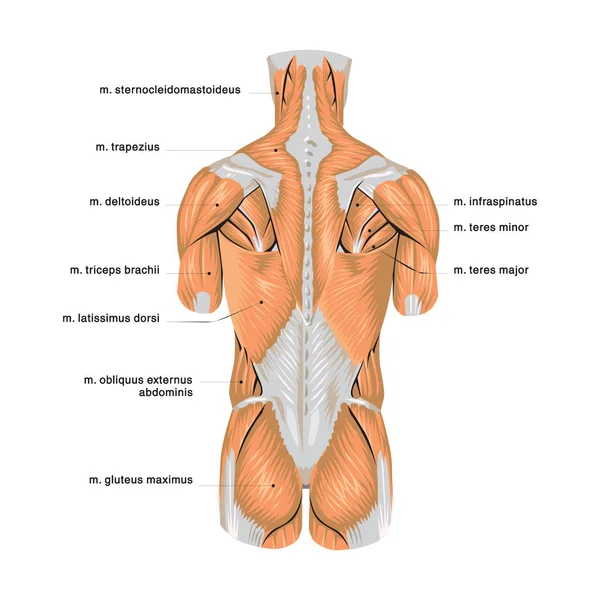 人間の消化器系の解剖学は 対応する内部部分の説明を用いる フラットスタイルの原子ベクトルイラスト — ストックベクタ