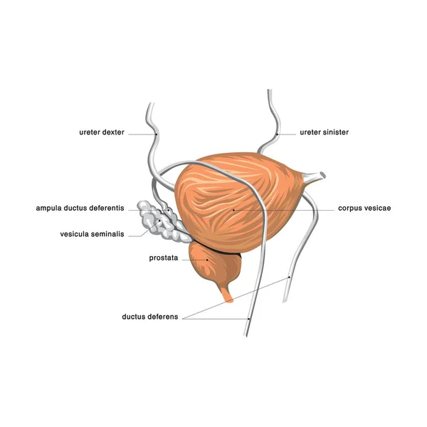 Anatomía Del Sistema Digestivo Humano Con Descripción Las Partes Internas — Vector de stock