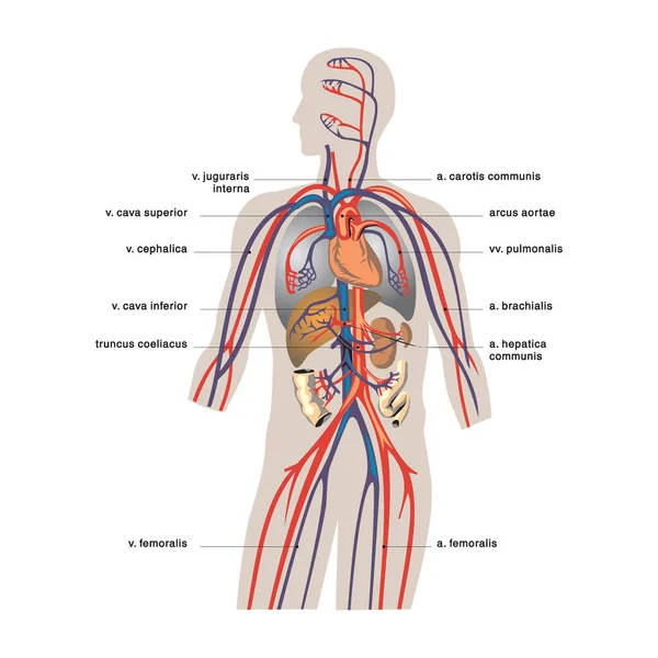 人体消化系统的解剖 并描述相应的内部部分 平面样式的解剖学矢量图解 — 图库矢量图片