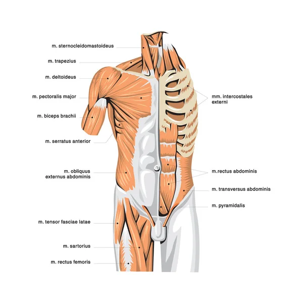 Anatomi Det Mänskliga Matsmältningssystemet Med Beskrivning Motsvarande Inre Delar Anatomisk — Stock vektor
