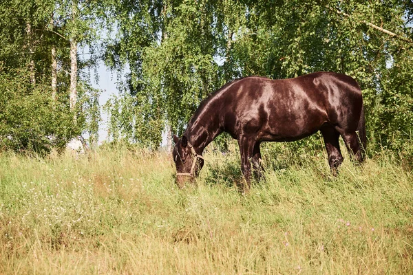 一匹棕色的马在牧场上吃草 绿树绿草 — 图库照片