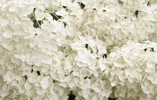 Квітка Білої Гортензії Ніжні Літні Квіти Ліцензійні Стокові Зображення