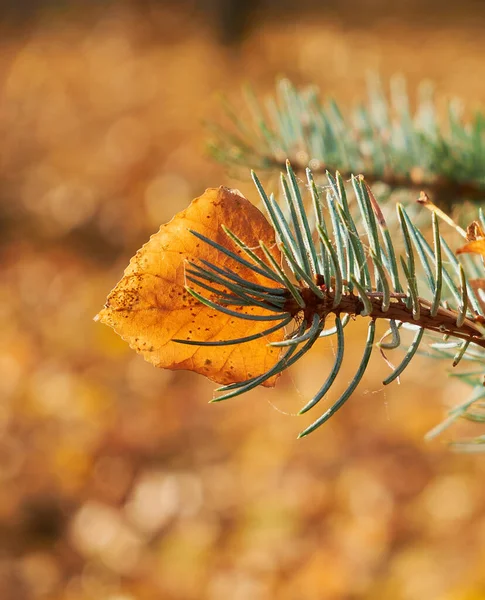 Голубая Ель Фоне Жёлтых Листьев Осенние Цвета Вертикальное Фото — стоковое фото