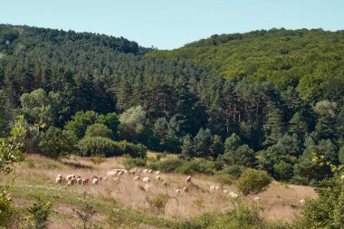 Yeşil Karpatların arka planında koyun otluyor. Ukrayna dağlarında uzun köknar ağaçları.
