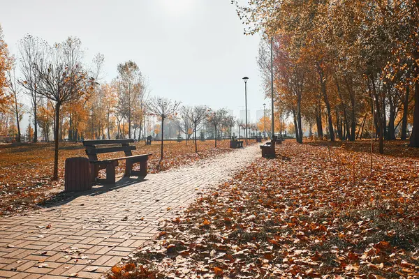Benches along the path in the autumn park. There are fallen leaves on the ground.