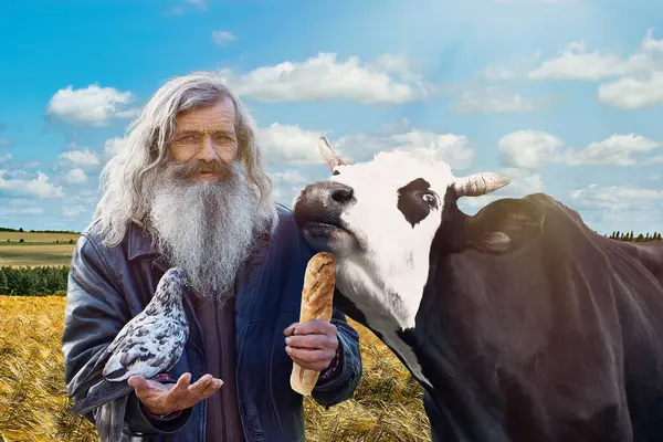 In the warm embrace of the countryside, an old man with a gray beard, holding bread, feeds pigeons, while a quirky cow affectionately rubs against his shoulder. Against a backdrop of wheat fields, blu