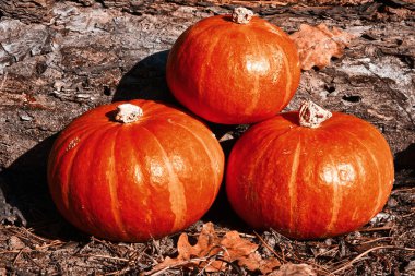 Çimlerde bal kabakları. Sonbahar hasat doğa konsepti. Doğanın bağrında Güneşin ışınlarında.
