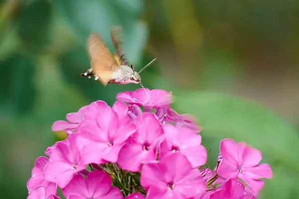 Hummingbird Falcão Traça Alimentando Néctar Flores Flox Roxo Fotografia Natureza — Fotografia de Stock