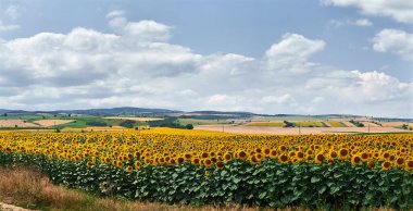 A vast field of sunflowers basking in the warm sunlight. clipart