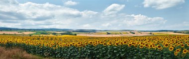 A vast field of sunflowers basking in the warm sunlight. clipart