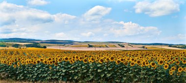 Agriculture field of sunflowers basking in the warm sunlight on cloudy sky. clipart