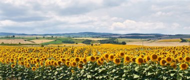 Sıcak güneş ışığında güneşlenen engin bir ayçiçeği tarlası..