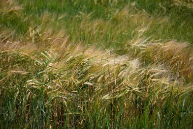 Tarım buğday tarlası. Çiftlik manzarası. Yaz kırsal doğası.