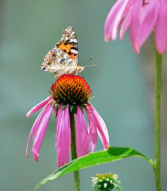 Çok renkli kelebek nymphalidae Amiral, ekinezinin mor çiçeğinin tadını aldı..