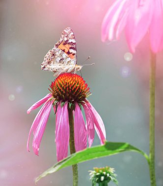 Çok renkli kelebek nymphalidae Amiral, ekinezinin mor çiçeğinin tadını aldı..